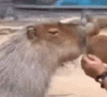a close up of a person 's hand touching a furry animal 's head .