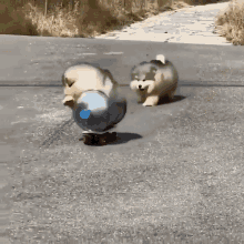 Dogs Wait For Me GIF - Dogs Wait For Me Puppies GIFs