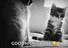a black and white photo of two cats sitting on a bed with the words `` goodnight babe '' .