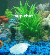 Chubbie The Fish Sup Chat GIF - Chubbie The Fish Sup Chat Sup GIFs