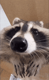 Raccoon Raccoon Sniff GIF