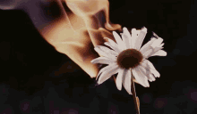 Flower Burning Daisy GIF