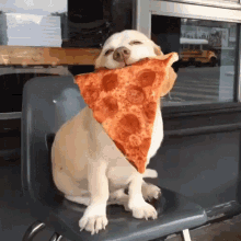Dog Pizza GIF - Dog Pizza Satisfied GIFs