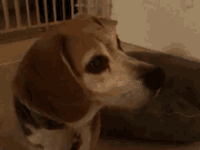 I'M Not Sure I Follow GIF - Dogs Curious Confused GIFs