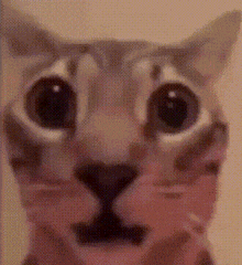 a close up of a cat 's face with a pixelated pattern .