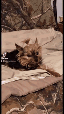 a small dog laying on a bed with a tiktok watermark on the bottom