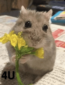 a hamster is holding a bunch of yellow flowers in its paws with the number 4u above it