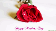 women day mothers day mother happy mothers day congratulations