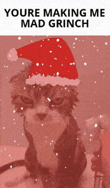 Natedog Cat GIF - Natedog Cat Meme GIFs