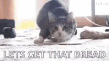 Shaquille O Neal Cat GIF - Shaquille O Neal Cat Dance GIFs