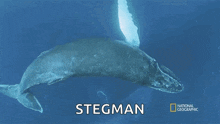 Spin Humpback Whale Migration GIF