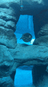 Seal Swim GIF - Seal Swim Seal Swim GIFs