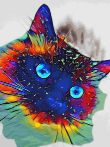 Colors Cat GIF
