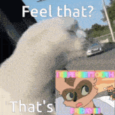 a picture of a cat and a picture of a raccoon with the caption feel that that 's friday
