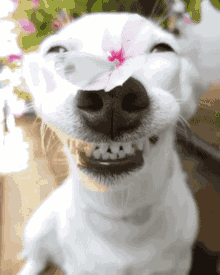 cute adorable doggo puppy grin