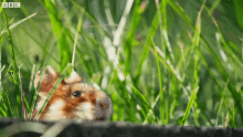 European Hamster Hamster GIF - European Hamster Hamster Cute GIFs