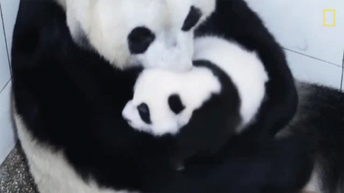 Cuddling 42pandas Born In Breeding Program This Year GIF - Cuddling 42pandas Born In Breeding Program This Year Come Here GIFs