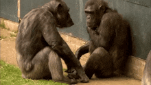 two chimpanzees are sitting next to each other and one is scratching the other 's leg