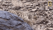 Stalking Snow Leopards101 GIF