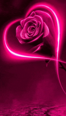 a pink rose is surrounded by a heart shaped glowing line .