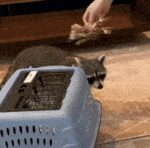 a raccoon in a blue carrier is being held by someone