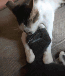 a black and white cat is playing with a smaller black cat
