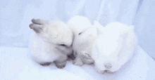 Bunny Cute Bunny GIF - Bunny Cute Bunny Cute GIFs
