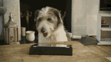 Puppy Checks Dogface GIF - Puppy Philogs Dog GIFs