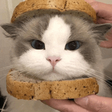 a cat with a slice of bread in front of its face