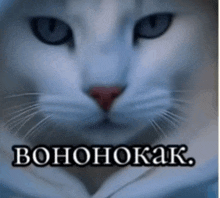 a close up of a cat 's face with the words " bohohokak " written below it