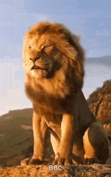Lion King Lion GIF