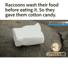 Raccoon Cotton Candy GIF - Raccoon Cotton Candy Gone GIFs