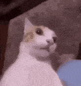 Cat Cat Meme GIF - Cat Cat Meme Funny GIFs
