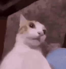Polite Cat Meme Discover more interesting Animal, Cat, Cat Face, Cute memes.