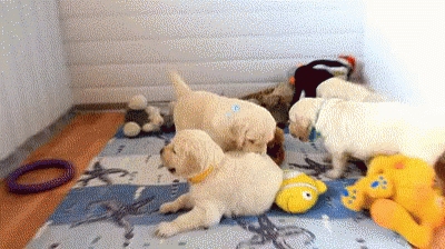 dogs-puppies.gif