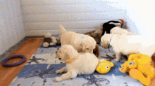 Dogs Puppies GIF - Dogs Puppies Playful GIFs