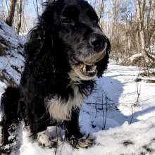 Tom Dog GIF - Tom Dog Winter GIFs