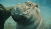 Cute Animals GIF - Cute Animals Hippo GIFs