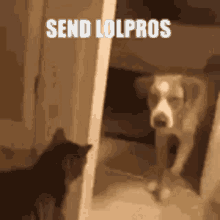 Send Lolpros GIF - Send Lolpros GIFs