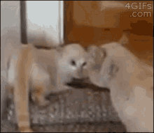 What Is Wrong With U? GIF - Pets Cats Funny GIFs