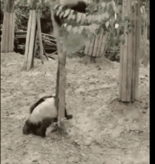 Trees Shitting GIF - Trees Shitting Pandas GIFs