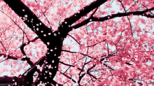 Falling Leaves Cherry Blossoms GIF - Falling Leaves Cherry Blossoms Spring GIFs