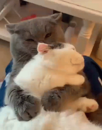 Cat Hugs Alydn GIF - Cat Hugs Alydn - Discover & Share GIFs