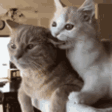 Love You Cat GIF - Love You Cat Pet GIFs