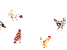 Happy Chickens Cute Chickens GIF - Happy Chickens Chickens Cute Chickens GIFs
