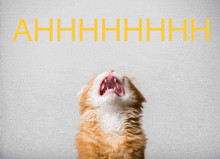 a cat with its mouth open and the word ahhhh written in yellow