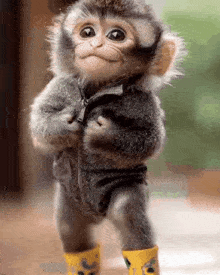 a baby monkey wearing a jacket and yellow boots is standing .