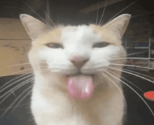 a close up of a cat with its tongue out