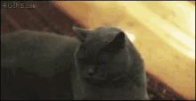 a gray cat is looking at the camera with a 4gifs.com logo in the corner