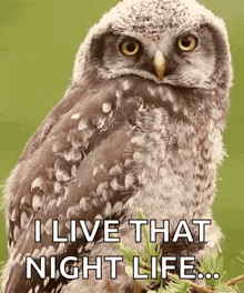 an owl is sitting on a tree branch and saying i live that night life